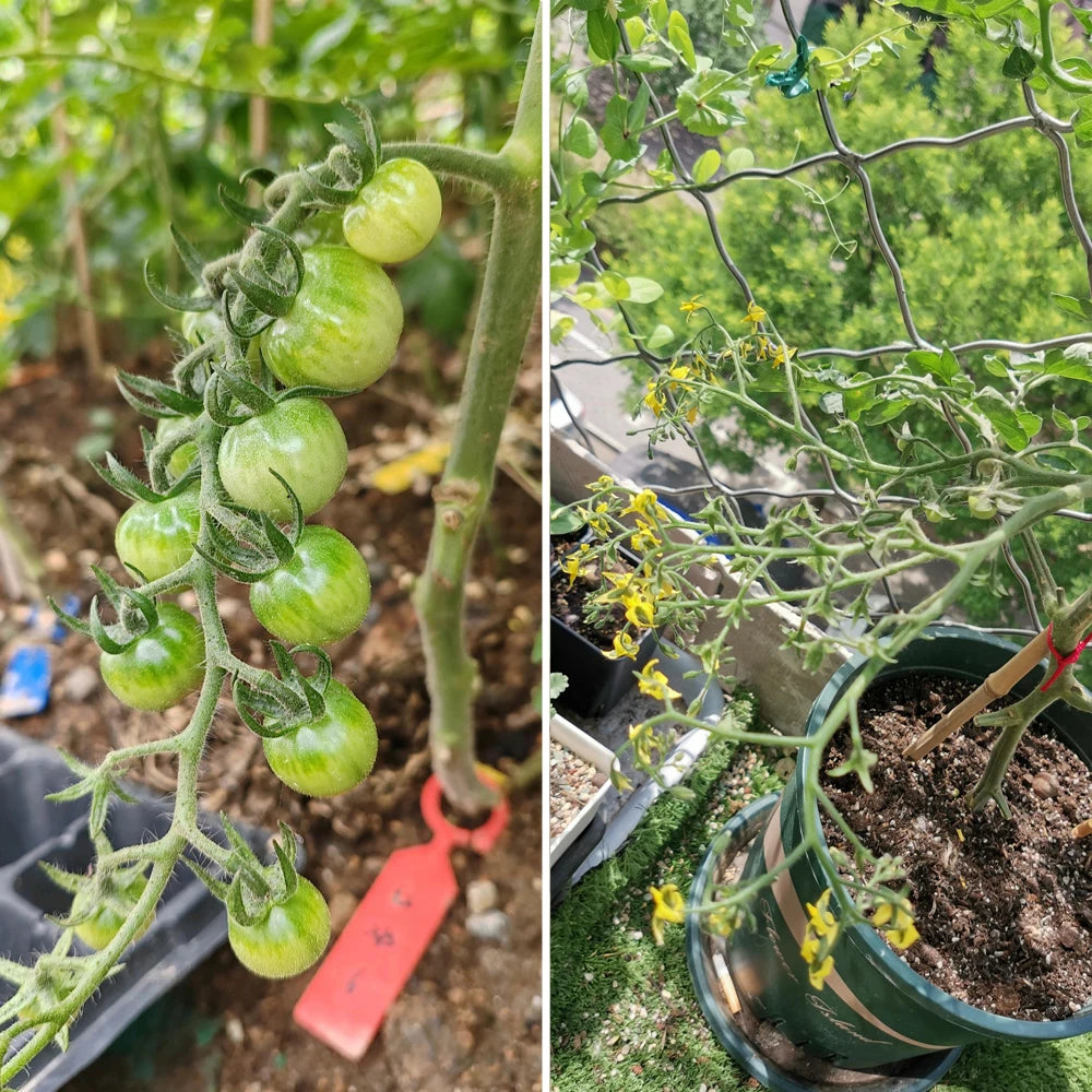 100g Bacillus Subtilis 100 Billion CFU Agricultural