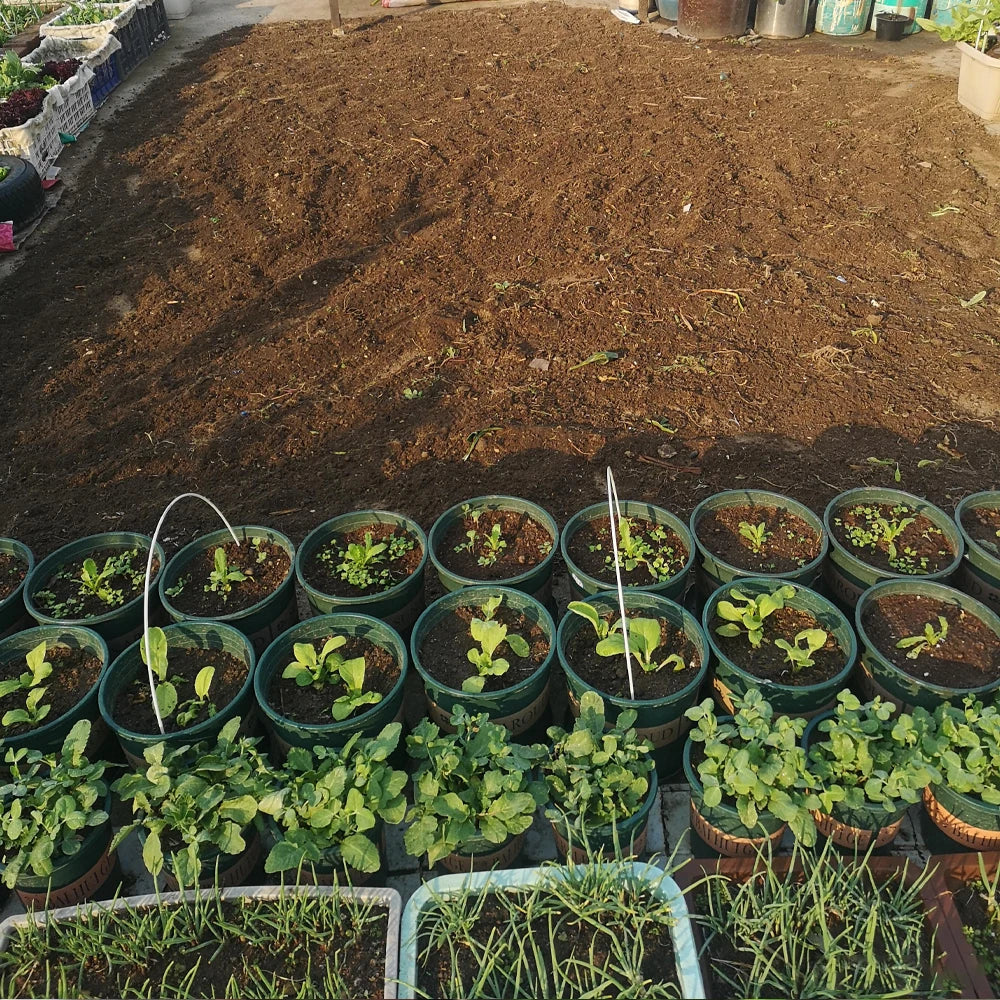 100g Bacillus Subtilis 100 Billion CFU Agricultural